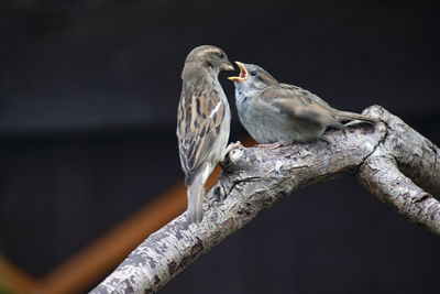 Low angle view of birds perching on branch