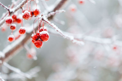 Close-up of frozen berries on tree