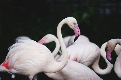 Close-up of flamingos perching outdoors