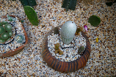 High angle view of cactus in tray garden 