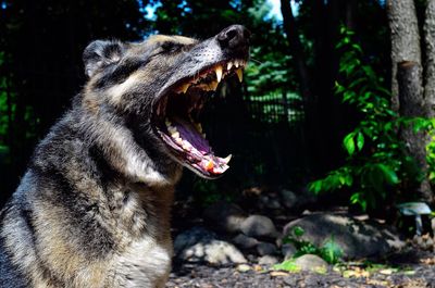 Close-up of an animal