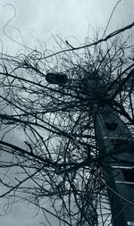 Low angle view of bird on bare tree against sky