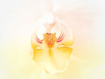 Close-up of flower over white background