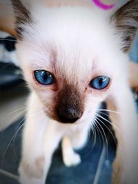 Close-up portrait of a cat