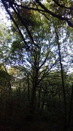 Low angle view of trees in forest