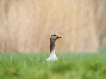 Side view of a bird on field