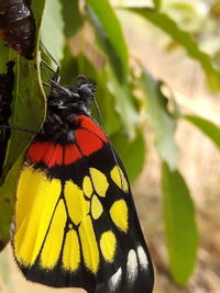 Butterfly on flower