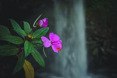 Purple flowers growing against waterfall