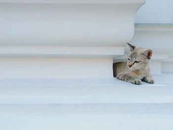 Portrait of cat sitting on wall