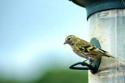 Close-up of bird perching on feeder