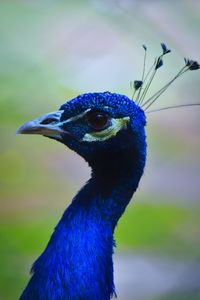 Close-up of peacock