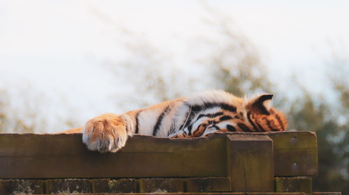 Tiger sleeping