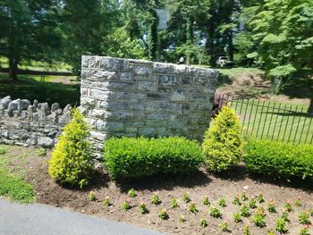 Plants growing by stone wall