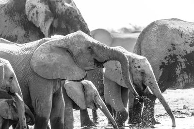 The elephant in namibia