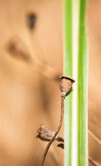 Close-up of an insect on a wall