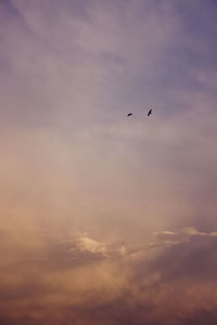 Low angle view of birds flying in sky