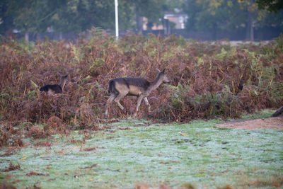 Deer in a field