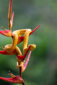 Close-up of red flowering plant