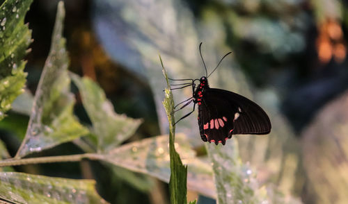 Butterfly on plant