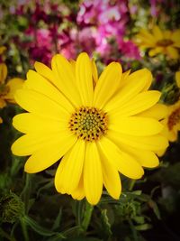 Close-up of yellow flower blooming outdoors