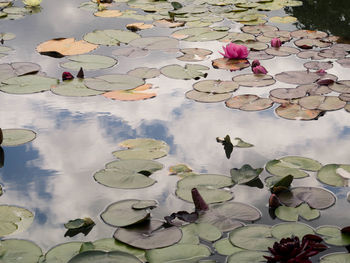 High angle view of lotus water lily in lake