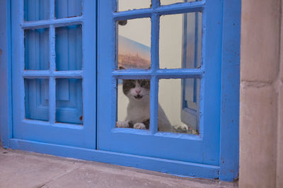 Cat looking through window