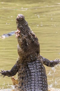 View of turtle in lake