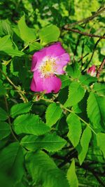 Close-up of pink flowers