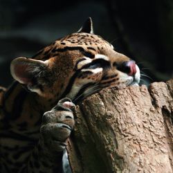 Close-up of an ocelot