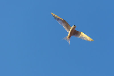 Low angle view of seagull flying in sky