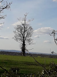 Bare tree on field against sky