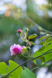 Close-up of pink flowering plant