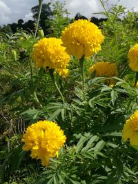 Yellow flowers blooming outdoors