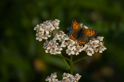 Close-up of butterfly pollinating on flower