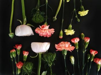 Close-up of flowers blooming against black background