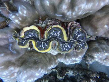 Full frame shot of fish in sea