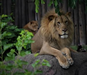 View of lion resting