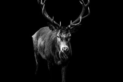 Close-up of deer hanging against black background