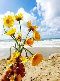 Close-up of yellow flowering plant by sea against sky