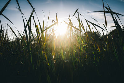 Sun shining through trees on field