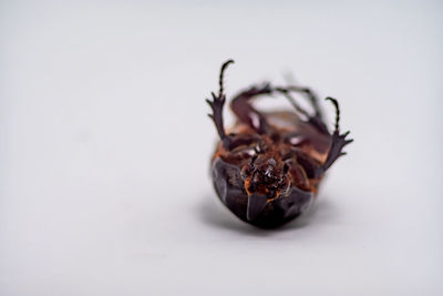 Close-up of insect on white background