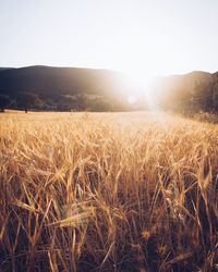 Wheat field against clear sky