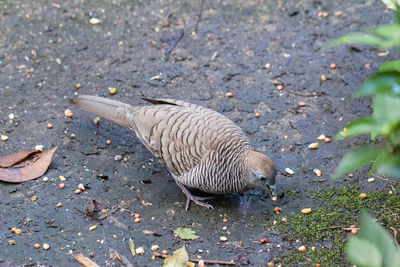 High angle view of bird on street