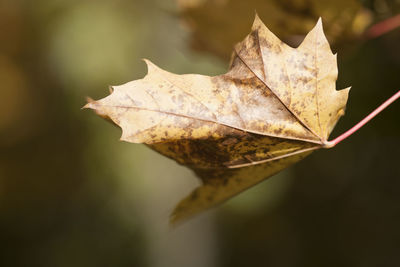 Close-up of dry maple leaf