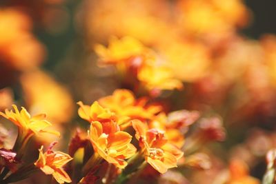 Close-up of yellow flowering plant