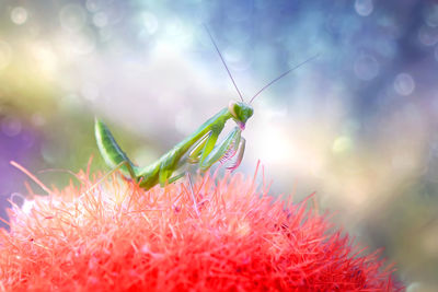 Close-up of green praying mantis on red flower