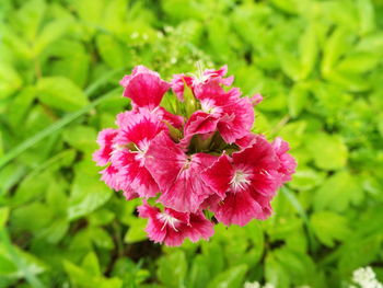 Close-up of pink flowers blooming outdoors