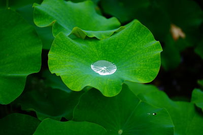 Close-up of  lotus leaf 