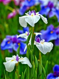 Close-up of purple flowering plant