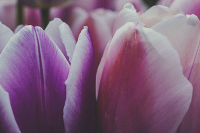Close-up of pink rose flower